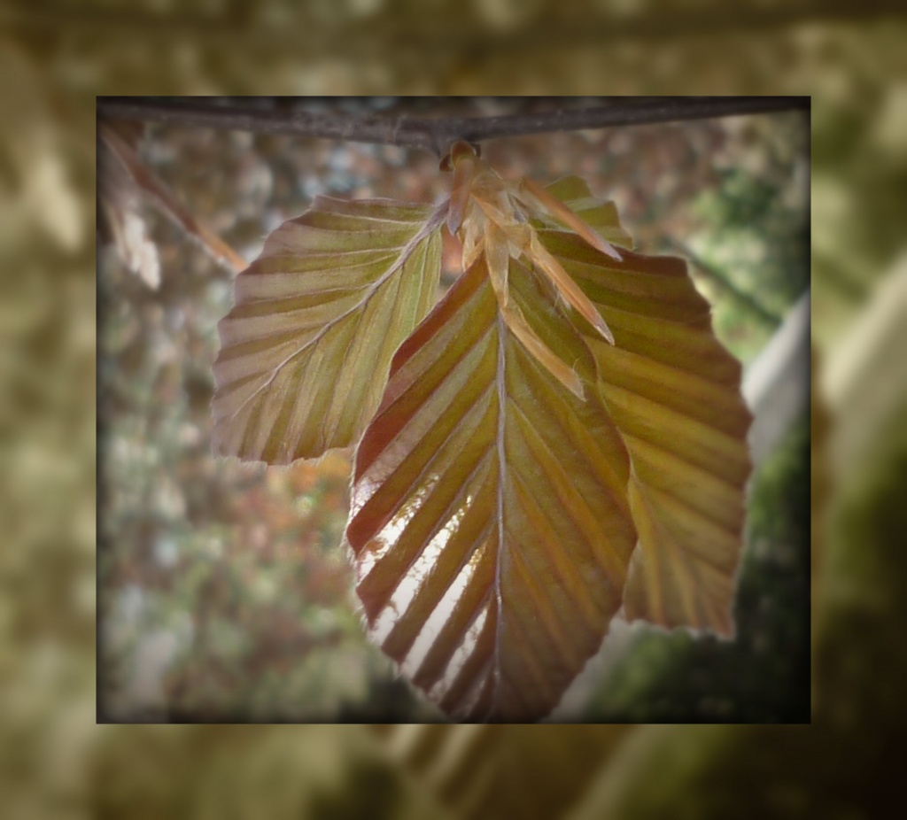 brand new copper beech by sarah19