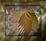 19th May 2012 - brand new copper beech