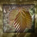 brand new copper beech by sarah19