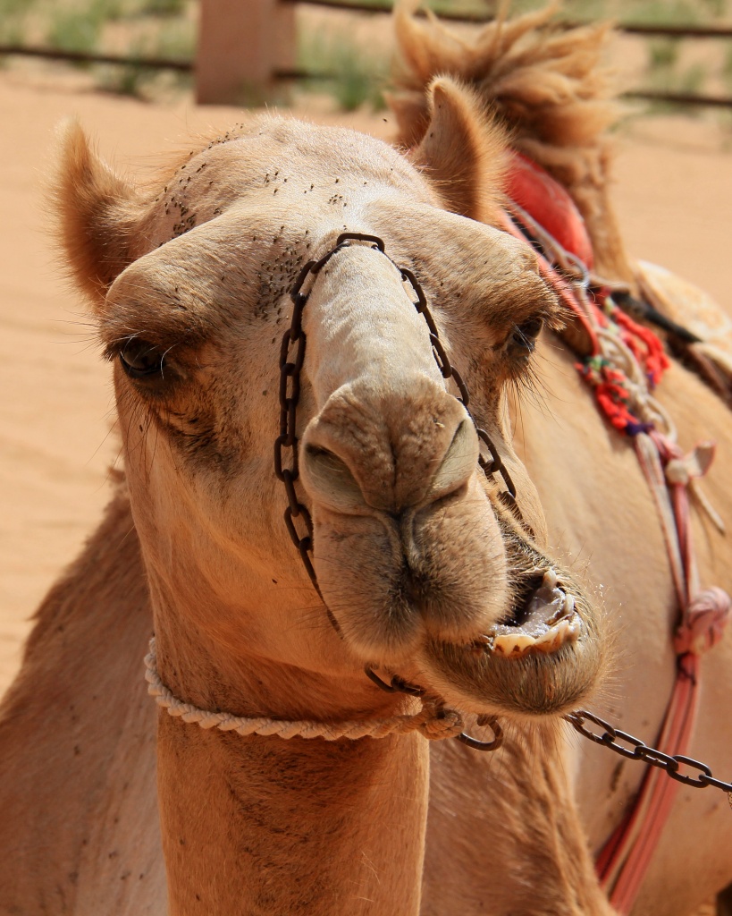 Camel Face by kph129