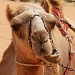 Camel Face by kph129