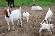 15th May 2012 - The Goat Family
