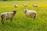 16th May 2012 - sheep