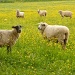 sheep by vickisfotos