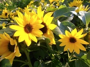 19th May 2012 - Sunflowers!!