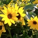 Sunflowers!! by julie