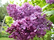 18th May 2012 - Lilac in my garden