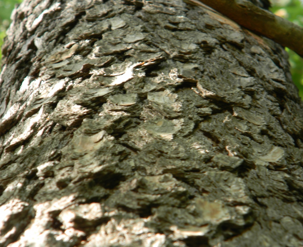 Close up of Tree Bark 5.18.12 by sfeldphotos
