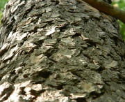 18th May 2012 - Close up of Tree Bark 5.18.12
