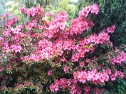 18th May 2012 - Pink Azalea
