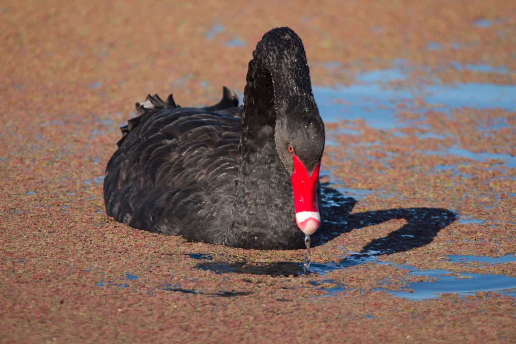 Black Swan by helenw2