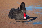 17th May 2012 - Black Swan