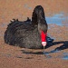 Black Swan by helenw2