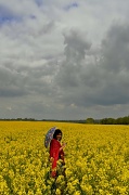 19th May 2012 - In a Sea of Yellow
