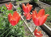 25th Apr 2012 - Monster Tulips
