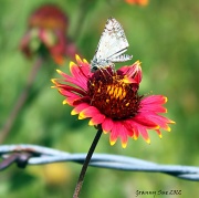 19th May 2012 - White Skipper on Indian Blanket