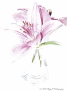 19th May 2012 - Pink Lily