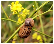 12th May 2012 - Snails