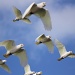 Flock of parrots beats seagulls :) by sugarmuser