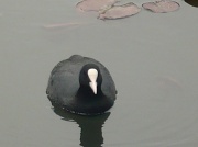 20th May 2012 - Daddy Coot