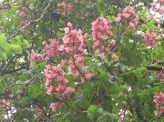 20th May 2012 - pink horse chestnut 'candles'