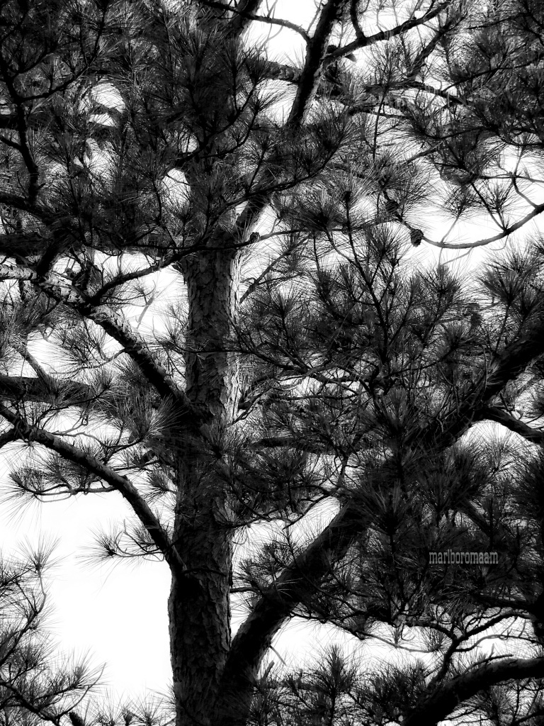 Sun on the pine tree... by marlboromaam