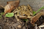 19th May 2012 - Found frog