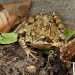 Found frog by dulciknit