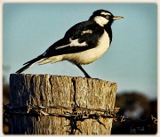 20th May 2012 - Magpie lark