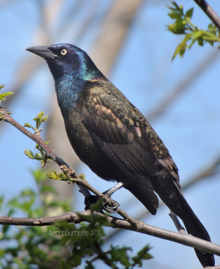 Grackle Blue by sunnygreenwood