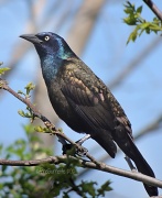 17th May 2012 - Grackle Blue