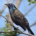 Grackle Blue by sunnygreenwood
