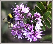 20th May 2012 - 20.5.12 Bee