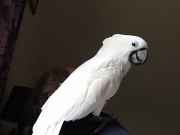 20th May 2012 - Bas (our cockatoo)