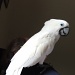 Bas (our cockatoo) by rosiekind