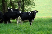 20th May 2012 - Atom Heart Mother