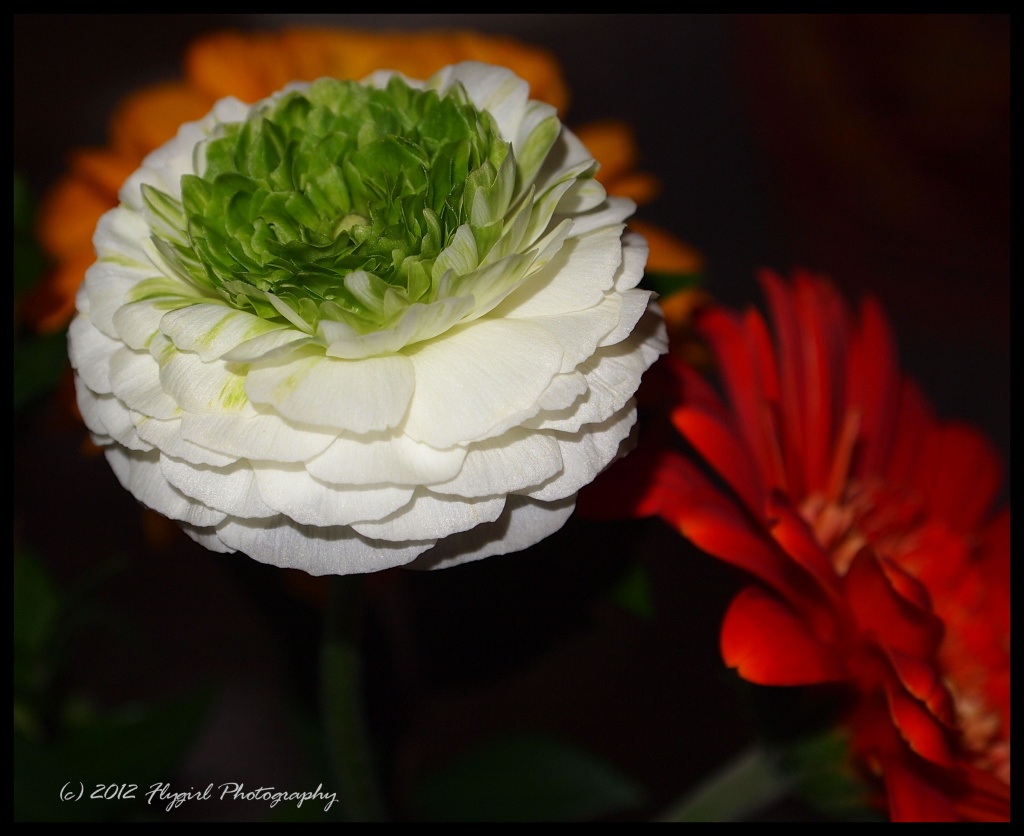 White and Red Flowers by flygirl