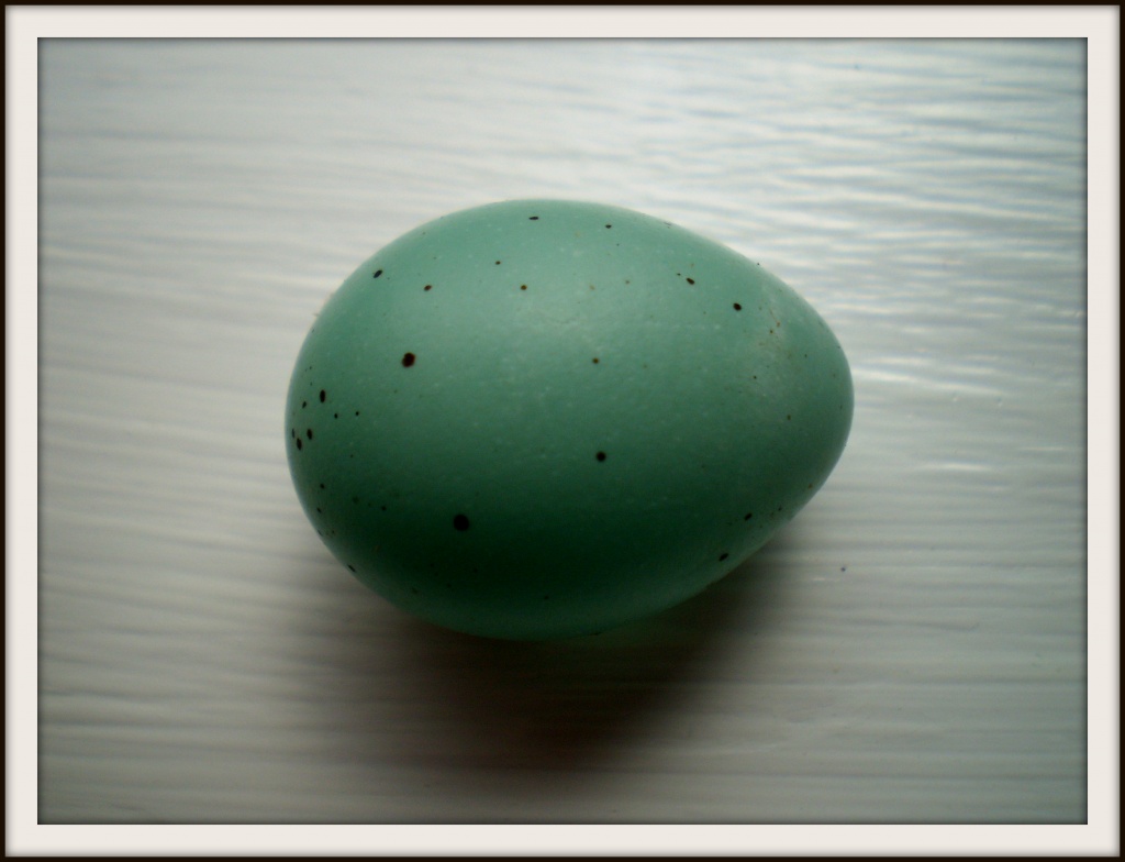 Blackbird egg. by snowy