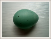 20th May 2012 - Blackbird egg.