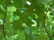 20th May 2012 - Oak Leaves 5.20.12