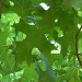 Oak Leaves 5.20.12 by sfeldphotos