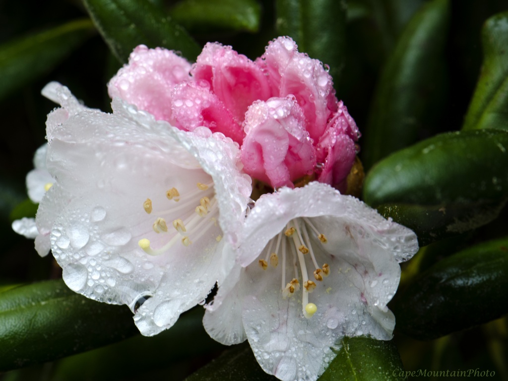 Rain Kissed Rhododendron for Rhody Days by jgpittenger