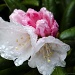 Rain Kissed Rhododendron for Rhody Days by jgpittenger