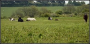 20th May 2012 - Hobbucks Horses