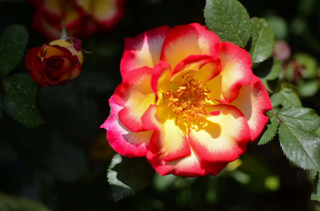 Rose in sunlight by ggshearron