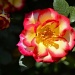 Rose in sunlight by ggshearron