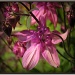 365-142 Aquilegia from a different viewpoint. by judithdeacon