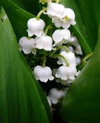 20th May 2012 - Lily of The Valley 