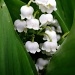 Lily of The Valley  by itsonlyart