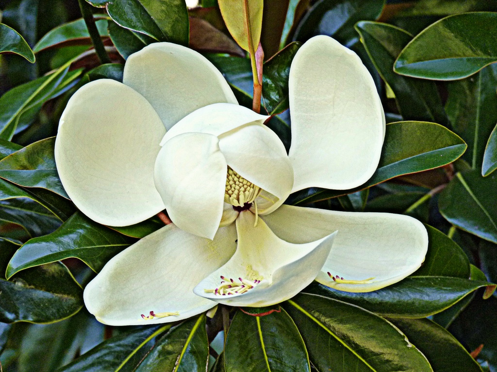 Magnolia Blossom by peggysirk